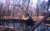 A view of the creek bank from the other side of the bridge.
